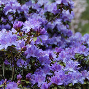 Rhododendron 'Purple Pillow'